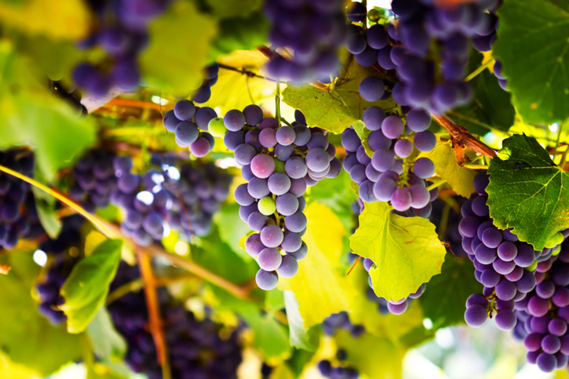 Istockphoto©sarra22